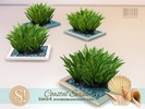 Coastal Plants 5 Spider lily beach leaves - Click to view and download separately!
