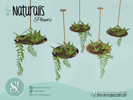 Naturalis Hanging Plant plate - Click to view and download separately!
