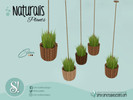 Naturalis Hanging plant small tall - Click to view and download separately!