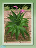 Garden Rockery - Peace Lily Pink by shakeshaft - Click to view and download separately!